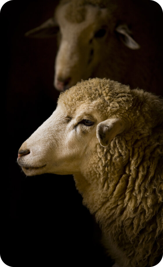 Retrato de ovelha de perfil.
